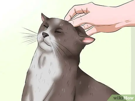 Подобрать агрессивного кота Шаг 2