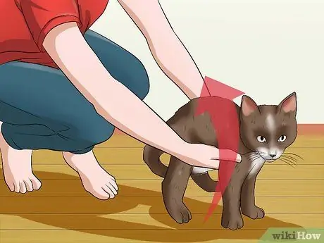 Подобрать агрессивного кота Шаг 4