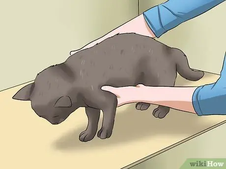 Подобрать агрессивного кота Шаг 5