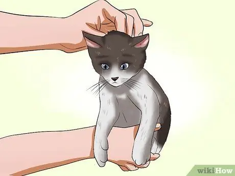 Подобрать агрессивного кота Шаг 6