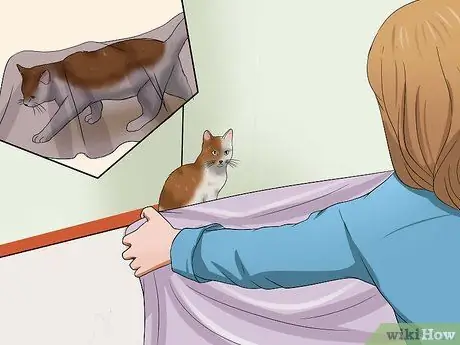 Подобрать агрессивного кота Шаг 8