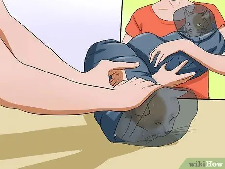 Подобрать агрессивного кота Шаг 9