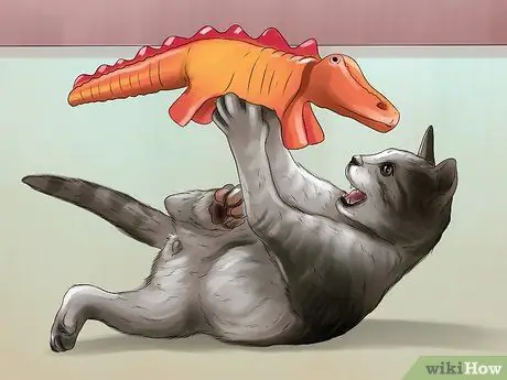 Научите котенка красиво играть, шаг 3