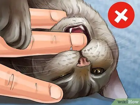 Научите котенка красиво играть, шаг 4