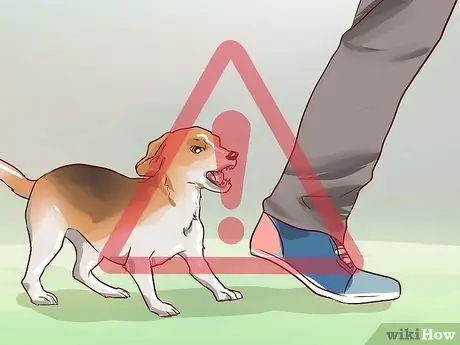 Train Beagles Шаг 10
