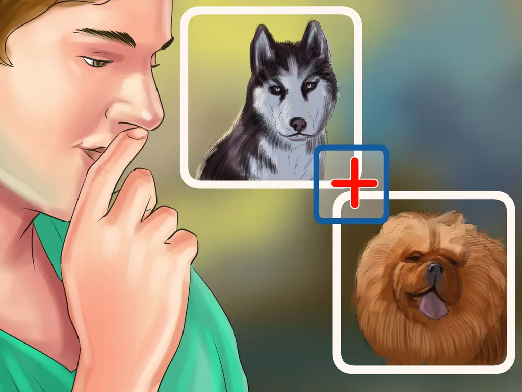 Как выбрать кобеля для разведения: 11 шагов (с иллюстрациями)