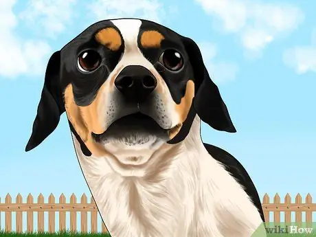 Не дайте вашей собаке выбежать с заднего двора Шаг 1