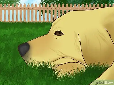 Не дайте вашей собаке выбежать с заднего двора Шаг 3