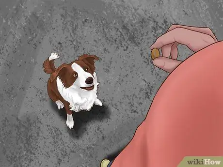 Не дайте вашей собаке выбежать с заднего двора Шаг 9