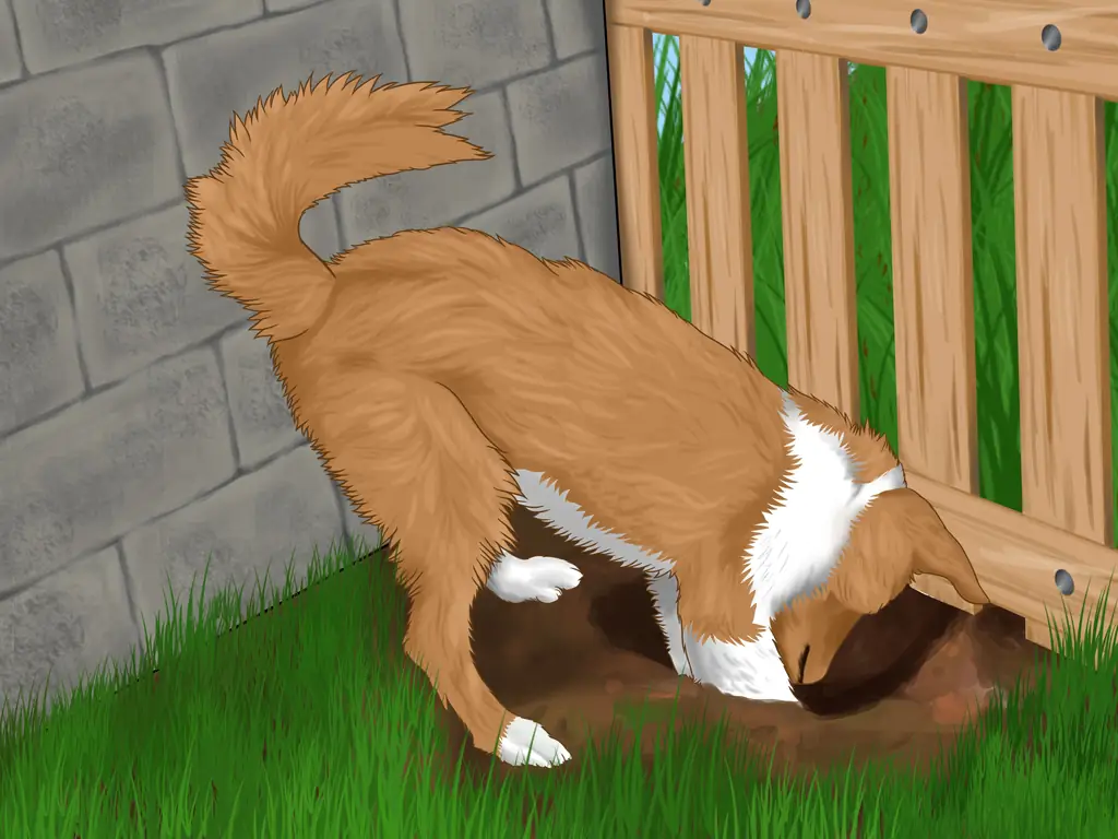 3 способа не дать вашей собаке выбежать с заднего двора