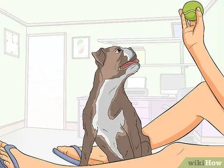 Займитесь здоровой игрой со своей собакой Шаг 4