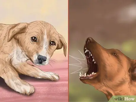 Используйте продукты с феромонами для собак, шаг 1