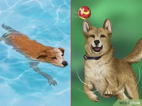 Используйте продукты с феромонами для собак Шаг 10