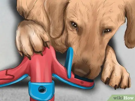 Используйте продукты с феромонами для собак Шаг 11