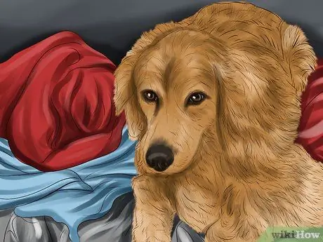 Используйте продукты с феромонами для собак Шаг 12