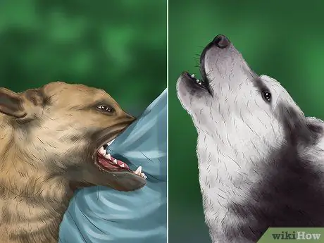 Используйте продукты с феромонами для собак, шаг 2