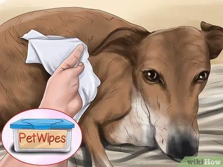 Используйте продукты с феромонами для собак Шаг 5