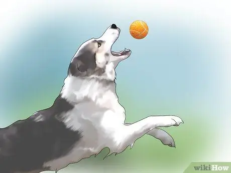 Выбор между сукой и кобелем Шаг 1