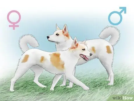 Выбор между сукой и кобелем Шаг 10