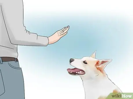 Выбор между сукой и кобелем Шаг 11