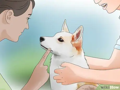 Выбор между сукой и кобелем Шаг 2