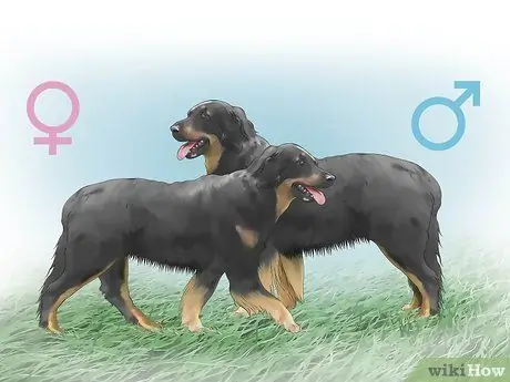 Выбор между сукой и кобелем Шаг 3