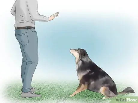 Выбор между сукой и кобелем Шаг 4