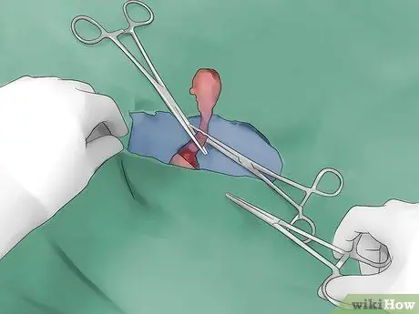 Выбор между сукой и кобелем Шаг 5