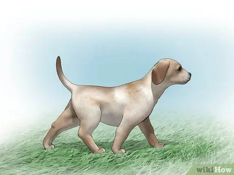 Выбор между сукой и кобелем Шаг 7