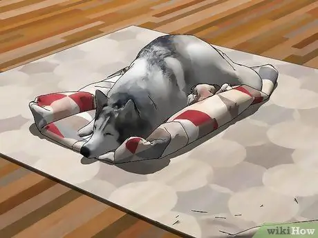 Выбор между сукой и кобелем Шаг 9