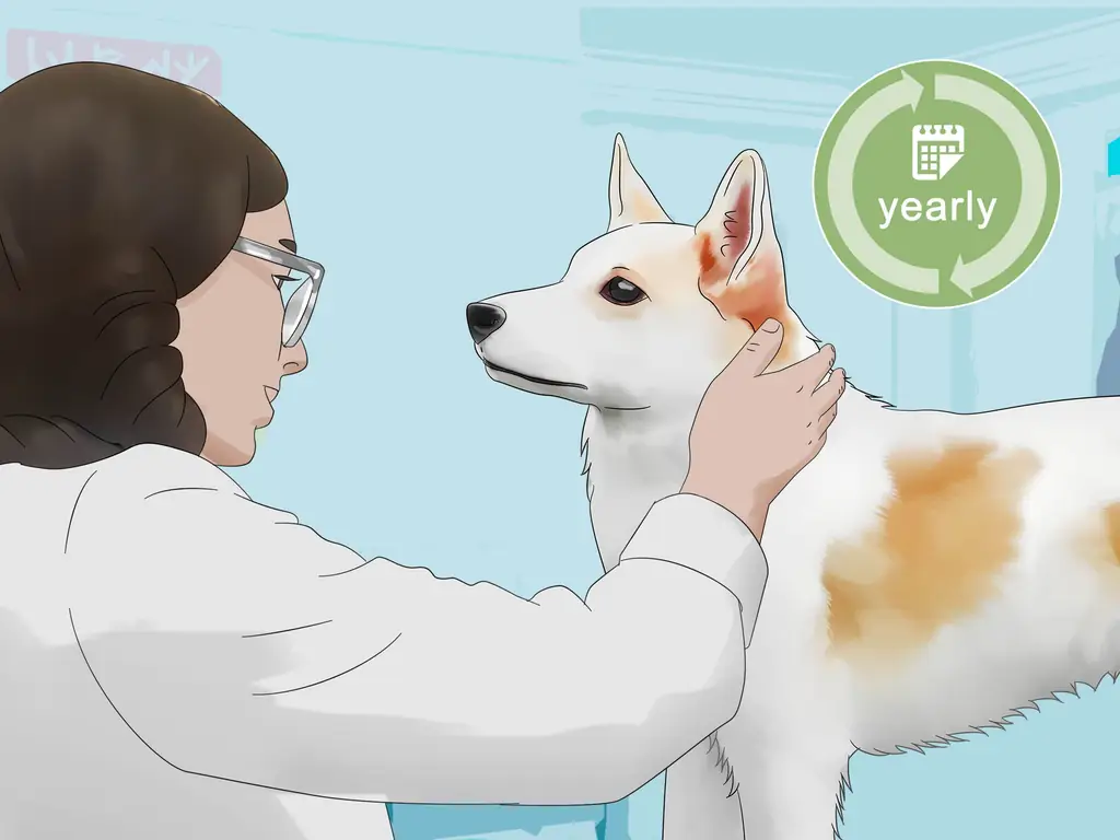 Как выбрать между сукой и кобелем: 13 шагов