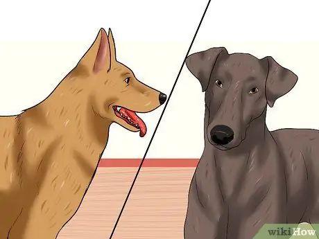 Усыновить полицейскую собаку на пенсии Шаг 10