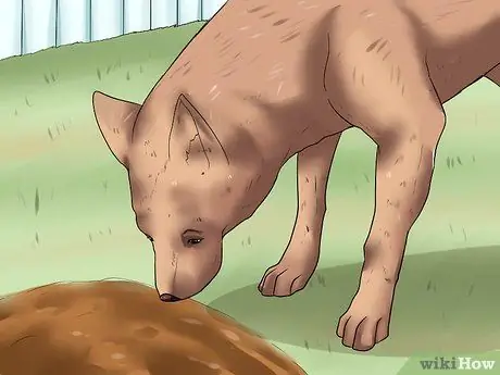 Усыновить полицейскую собаку на пенсии Шаг 11