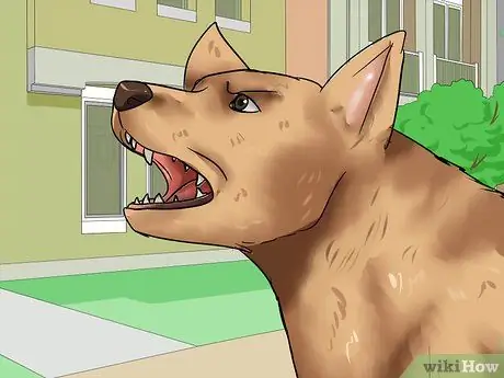 Усыновить полицейскую собаку на пенсии Шаг 7