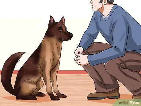 Усыновить полицейскую собаку на пенсии Шаг 8