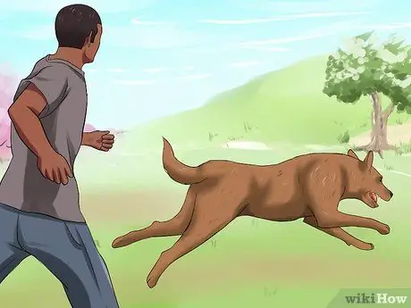 Усыновить полицейскую собаку на пенсии Шаг 9