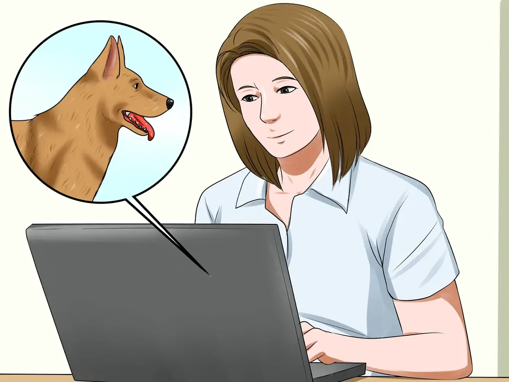 4 способа усыновить полицейскую собаку на пенсии