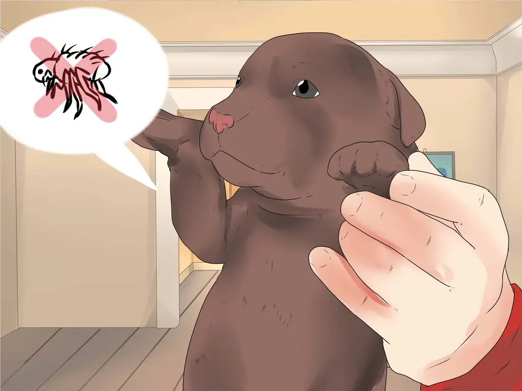 Как выбрать щенка: 14 шагов (с картинками)