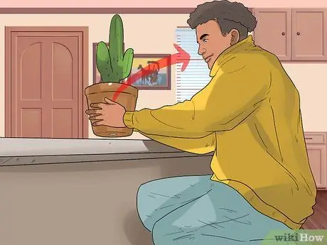 Узнайте, подходит ли вам порода бишон-фризе Шаг 4