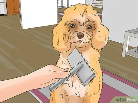 Узнайте, подходит ли вам порода бишон-фризе Шаг 5