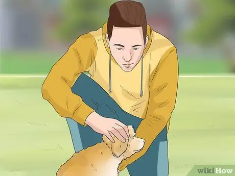 Узнайте, подходит ли вам порода бишон-фризе Шаг 6