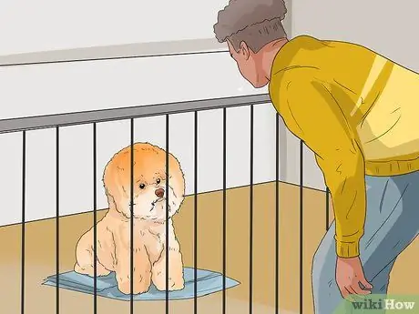 Узнайте, подходит ли вам порода бишон-фризе Шаг 8