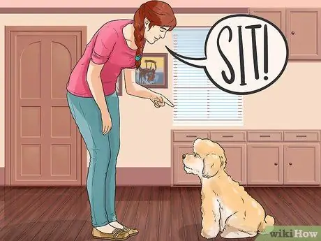 Узнайте, подходит ли вам порода бишон-фризе Шаг 9