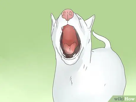 Симптомы точечного припадка у собак Шаг 11