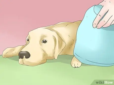 Симптомы точечного припадка у собак Шаг 3