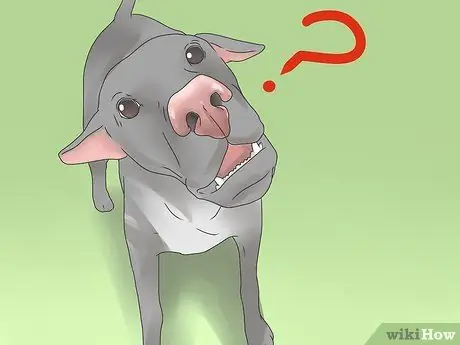 Симптомы точечного припадка у собак Шаг 5