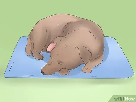 Симптомы точечного припадка у собак Шаг 7