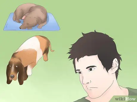 Симптомы точечного припадка у собак Шаг 8