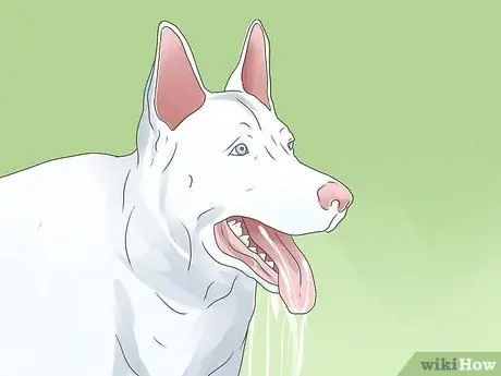 Симптомы точечного припадка у собак Шаг 9