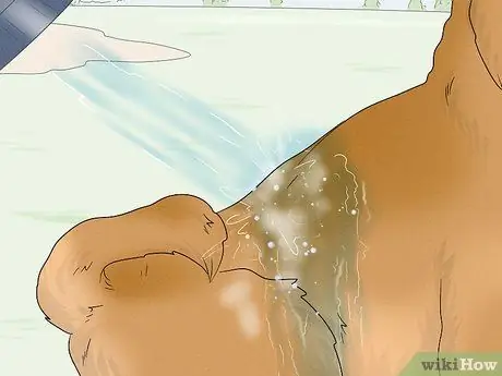 Смыть какашки с собаки Шаг 9